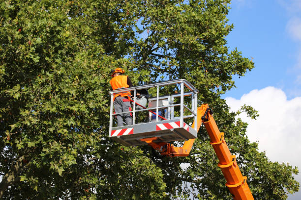 Why Choose Our Tree Removal Services in Wright, WY?