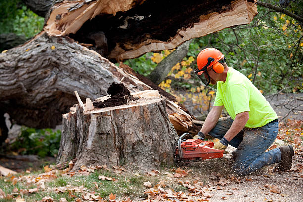 Lawn Maintenance Plans in Wright, WY